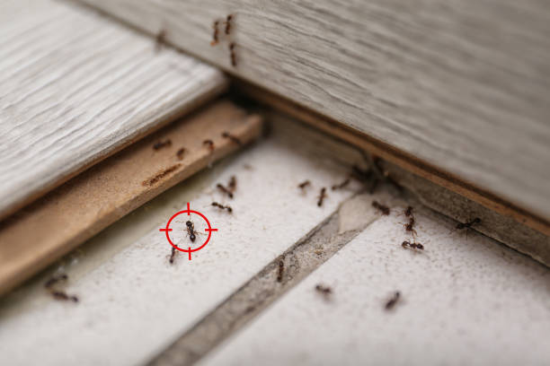 Best Pest Removal Services  in Wolcottville, IN