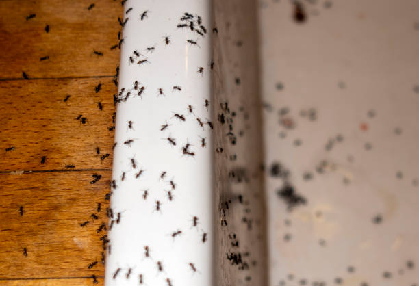 Best Pest Prevention Services  in Wolcottville, IN