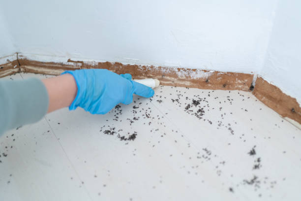 Best Insect Control  in Wolcottville, IN